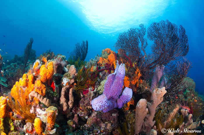 Coral reefs in st lucia