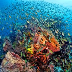 Coral reefs in st lucia