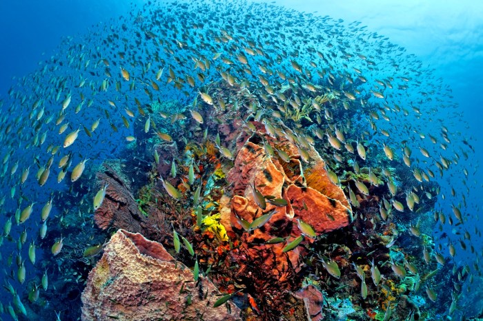 Coral reefs in st lucia