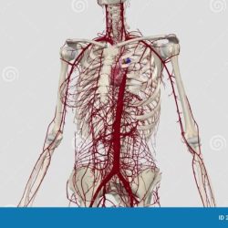 Largest artery of the body nyt