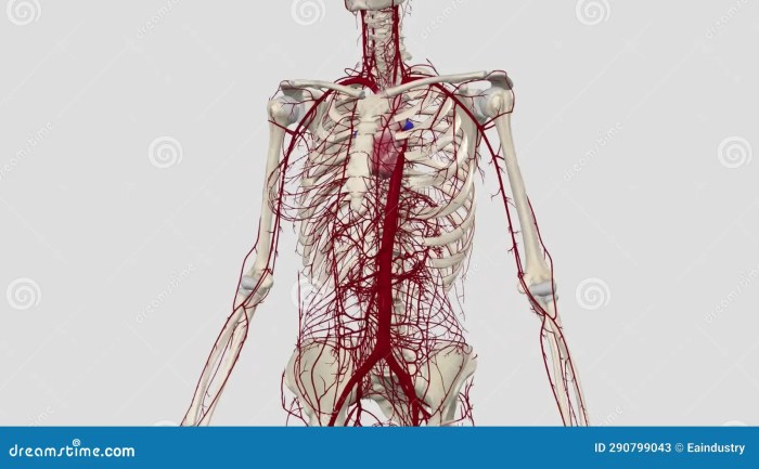 Largest artery of the body nyt