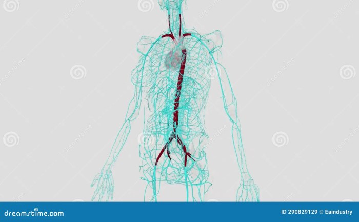 Largest artery of the body nyt