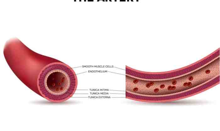 Largest artery of the body nyt