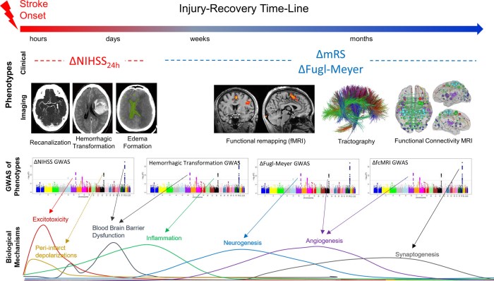 brain attack stroke hesi case study